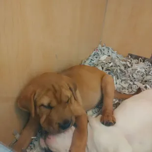 two puppies sleeping in a pile of shredded paper