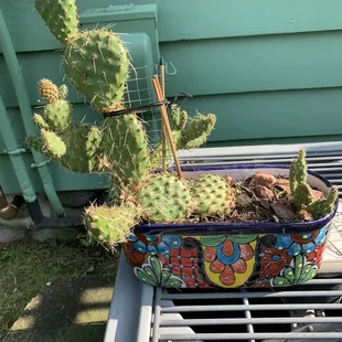 Very colorful pot that was purchased  Planted a cactus from my daughter's yard  Always visit when visiting my daughter from Massachusetts