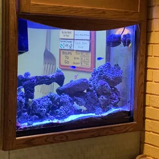 Saltwater fish tank