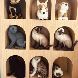 Animals in the Pet Hospital