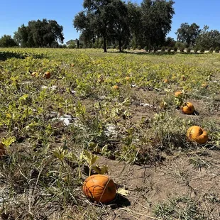 Self pick pumpkins