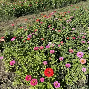 Flower area