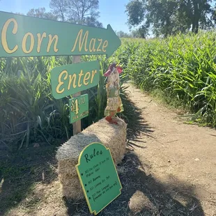 Corn Maze.