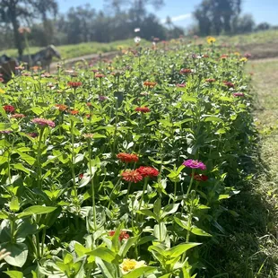 Flower farm.