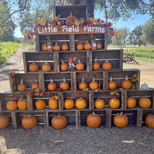 Pumpkin display.