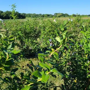Blueberry fields