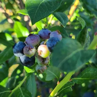 Blueberry bunch