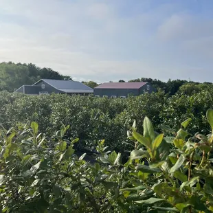 Beautiful blueberry fields