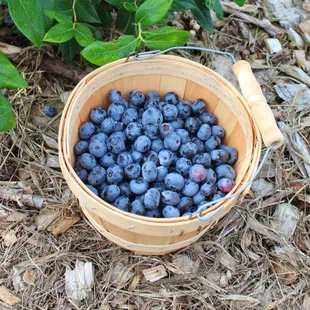 u-pick blueberries