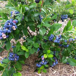 bush loaded with organic blueberries