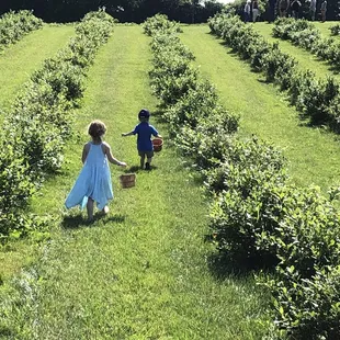 Little Hill Berry Farm Northfield MN