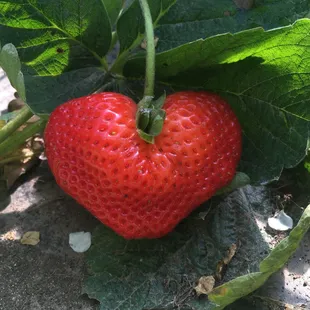 beautiful strawberry