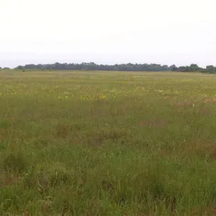 Yep, that looks like a prairie to me.