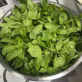 Fresh Basil