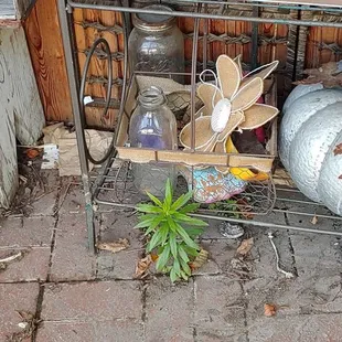 Patio area, where table is to pickup your order. No wonder there are some many flies.