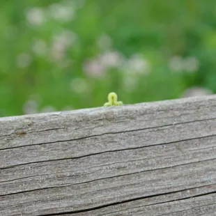Started walking from Farrington Reserve
