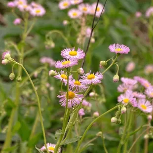 Started walking from Farrington Reserve