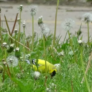 Started walking from Farrington Reserve