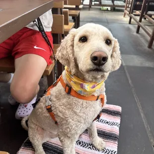 Noodle enjoying the dog friendly patio, free treats, dog menu and water dish