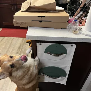 Aroma so delicious my pup couldn&apos;t get enough!