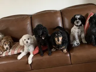 Auntie Cathy's Dog Daycare and Boarding