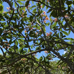 Plumeria tree
