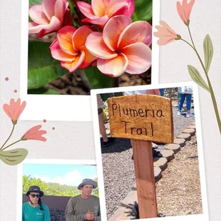 I love the pretty names to go with each variety!  This one is Strawberry Shortcake.