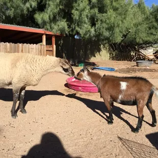 Meet our newest members of our family!