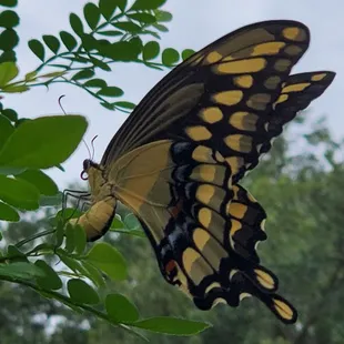 Giant swallowtail (female) laying eggs on host plant Wild lime.