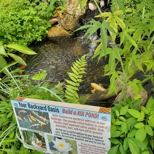 Another view of the Koi Pond