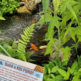 A Koi Pond