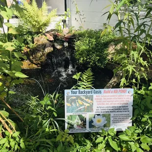 Koi pond