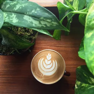 A beautifully poured latte by a very skilled Little River barista!