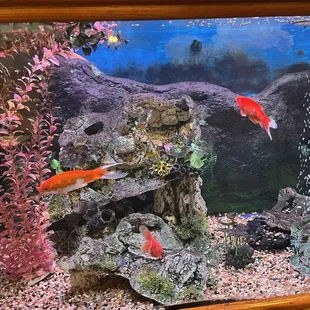 Fish tank