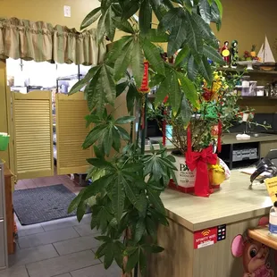 This good luck tree so nice &amp; healthy, yes it&apos;s real!
