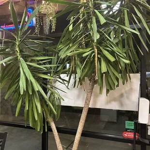 a palm tree