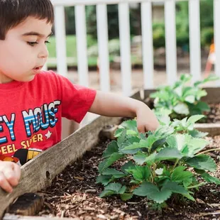 Our children are learning to garden in our front yard!  We are growing herbs, strawberries and peppers!