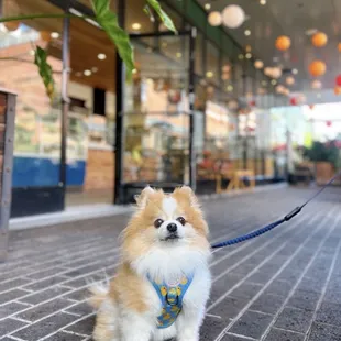 Cute dog-friendly patio (7 tables)!