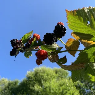 lackberries on the vine