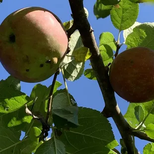 wo apples on a branch