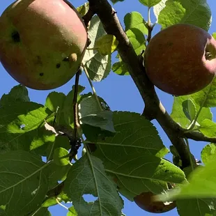 pples on a tree