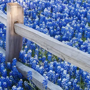 a fence in a field of bluebonnets