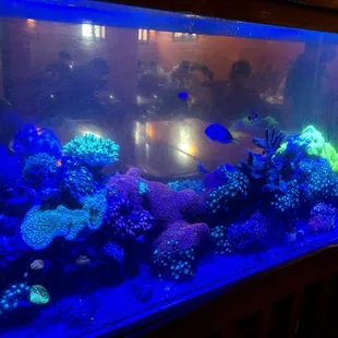 Fish tank