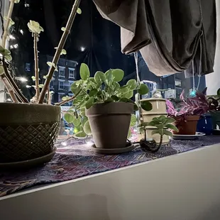 potted plants on a window sill