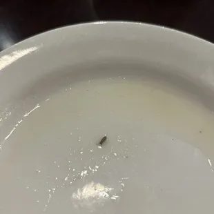 Found this floating  in my miso soup. Still was charged for my daughter and my soup.