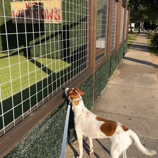 Dog friendly bar