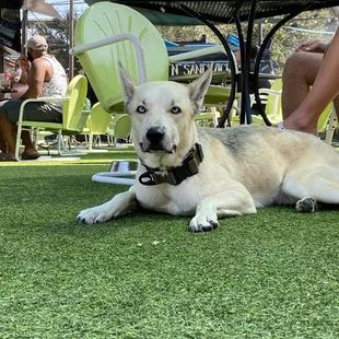 This is Tucker. He was hanging out at Little Woodrow&apos;s. Follow him on IG: kingtuckpup.