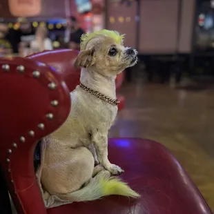 Ziggy chilling watching the game .