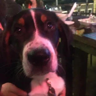 Puppies on the patio