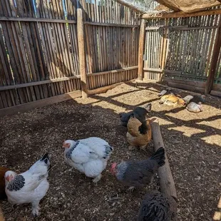 Chickens